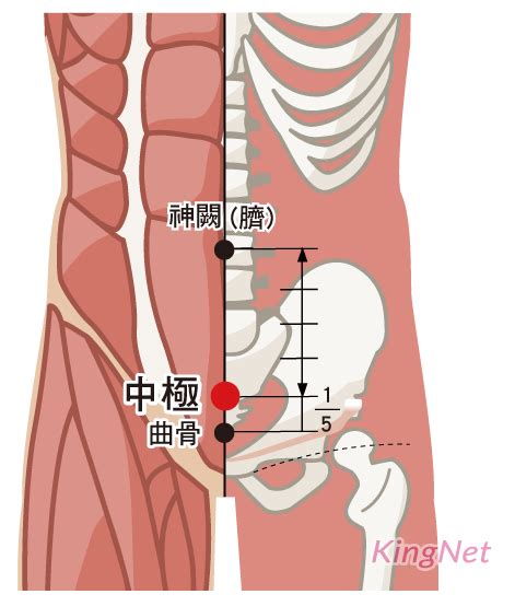 中極穴的定位正確的是